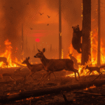 wildfire-first-hour-impact-image